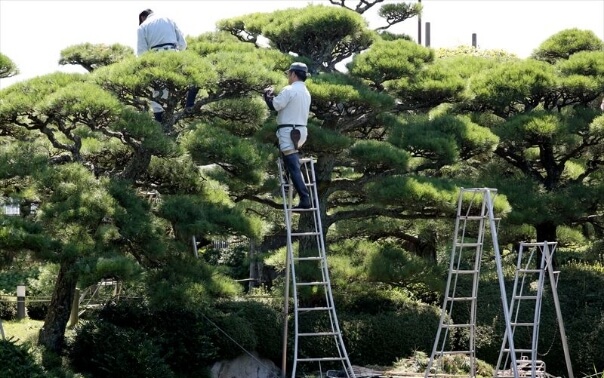 大手企業の植栽管理にも臨機応変に対応