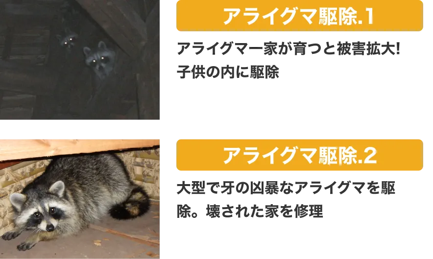 アライグマ駆除