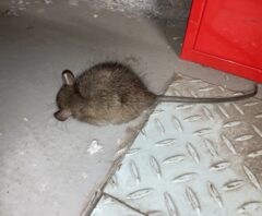 飲食店に発生したネズミ