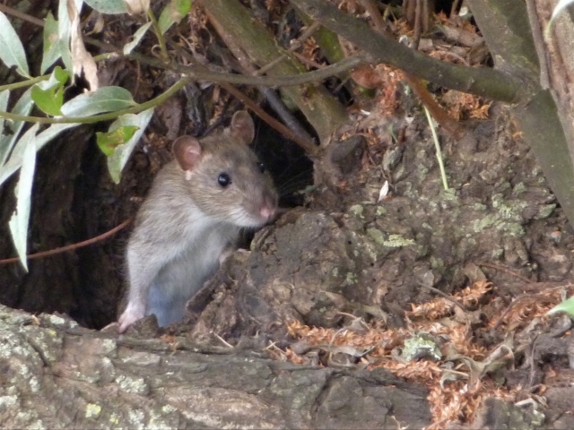 ネズミの巣穴に住むネズミ