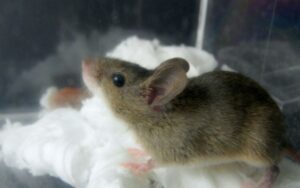 家に出るネズミ3種類の特徴を徹底解説【見分け方も】 - セーフリー