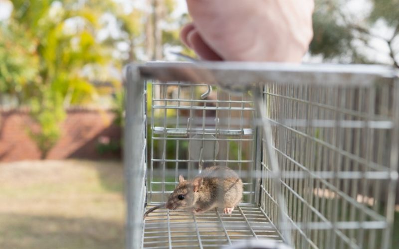 賃貸住宅で捕まえたネズミ