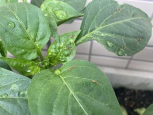 ダニの種類と見分け方を徹底解説!【家の中によくいる4種と屋外4種】 - セーフリー