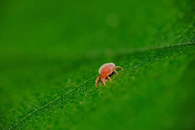 鹿のダニ刺されの見分け方