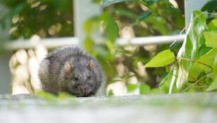 駆除すべきドブネズミ