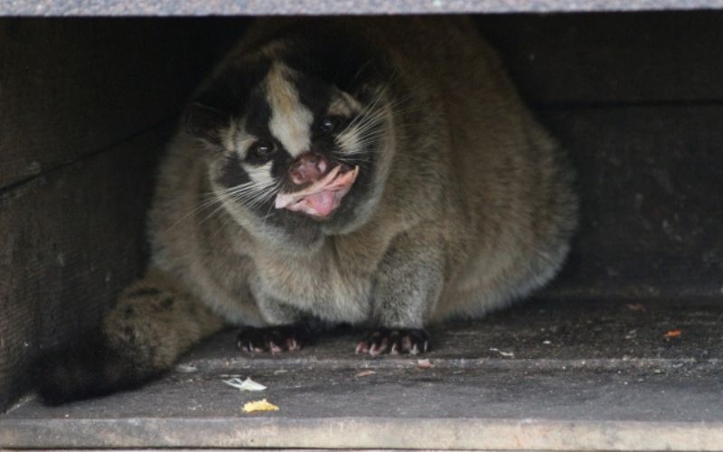 ハクビシンを巣で発見したところ