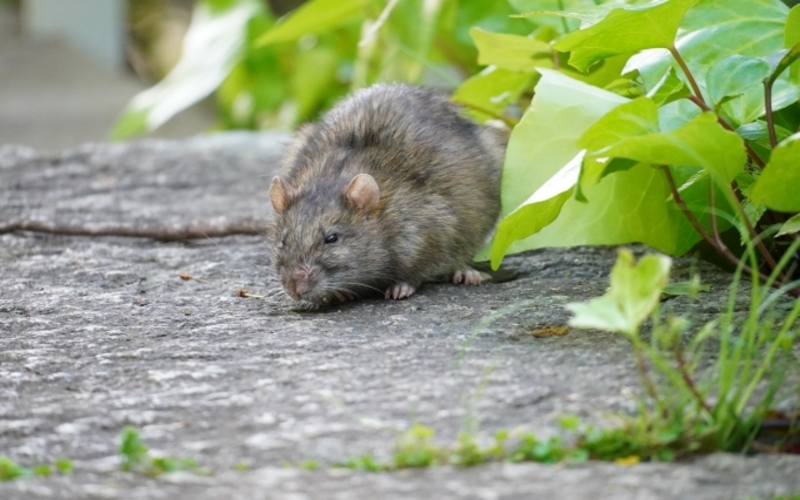 ネズミの駆除を市役所でするか調査中