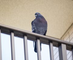 鳩のフンを自分で掃除する方法