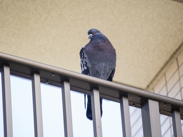 鳩のフンを自分で掃除する方法