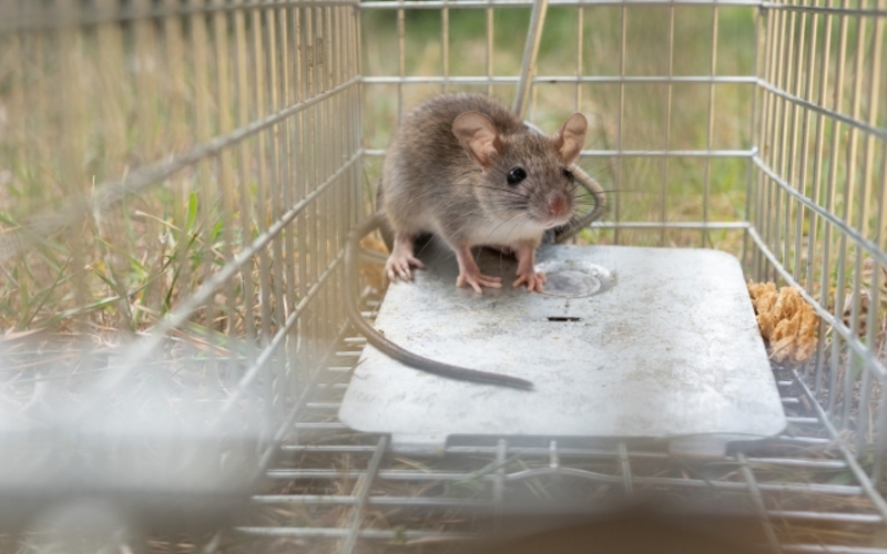 ネズミの駆除費用を節約中