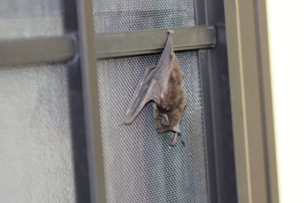 市役所にコウモリ駆除を依頼する予定のコウモリ