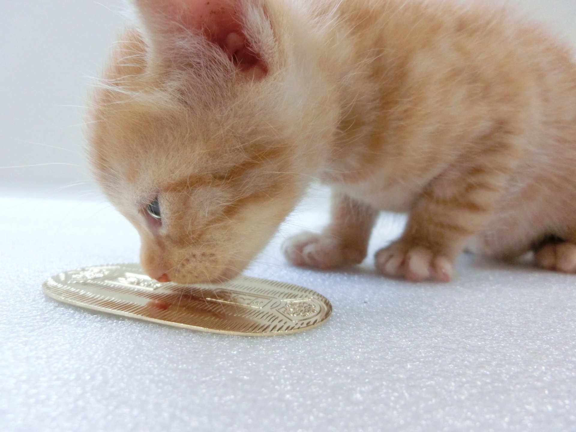 猫のペットシッター利用の料金相場