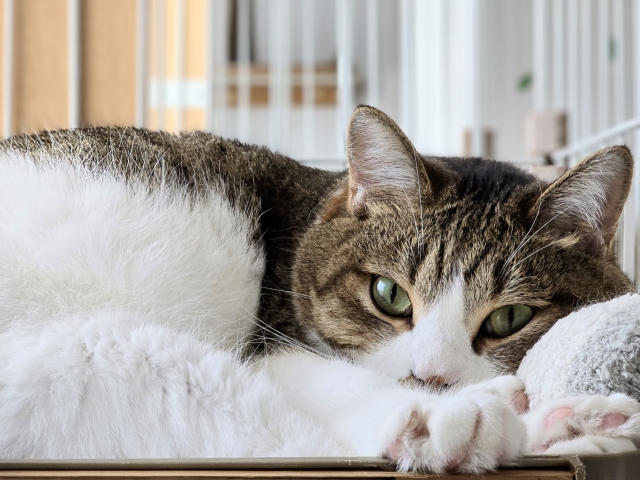 掃除後のケージでくつろぐペットの猫