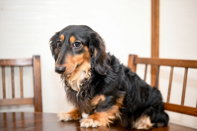 トリミング頻度が低め・不要の犬種