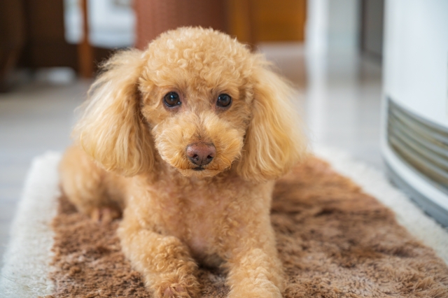 トリミングの頻度高めの犬種