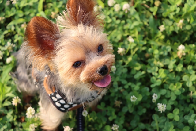 犬のトリミングサロンはセ―フリーで検索！