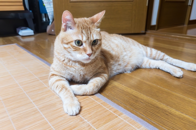 ペット臭対策中の部屋でくつろぐ猫