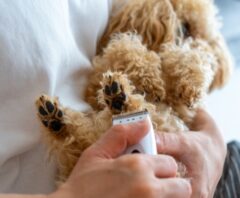 犬のトリミングに使うバリカンの種類や選び方を解説！おすすめ製品も