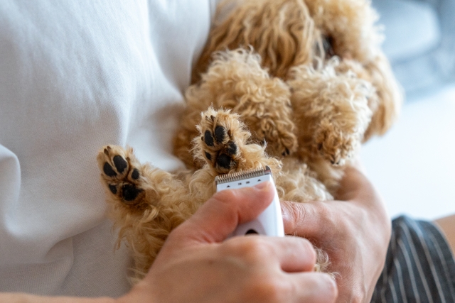 犬のトリミングに使うバリカンの種類や選び方を解説！おすすめ製品も