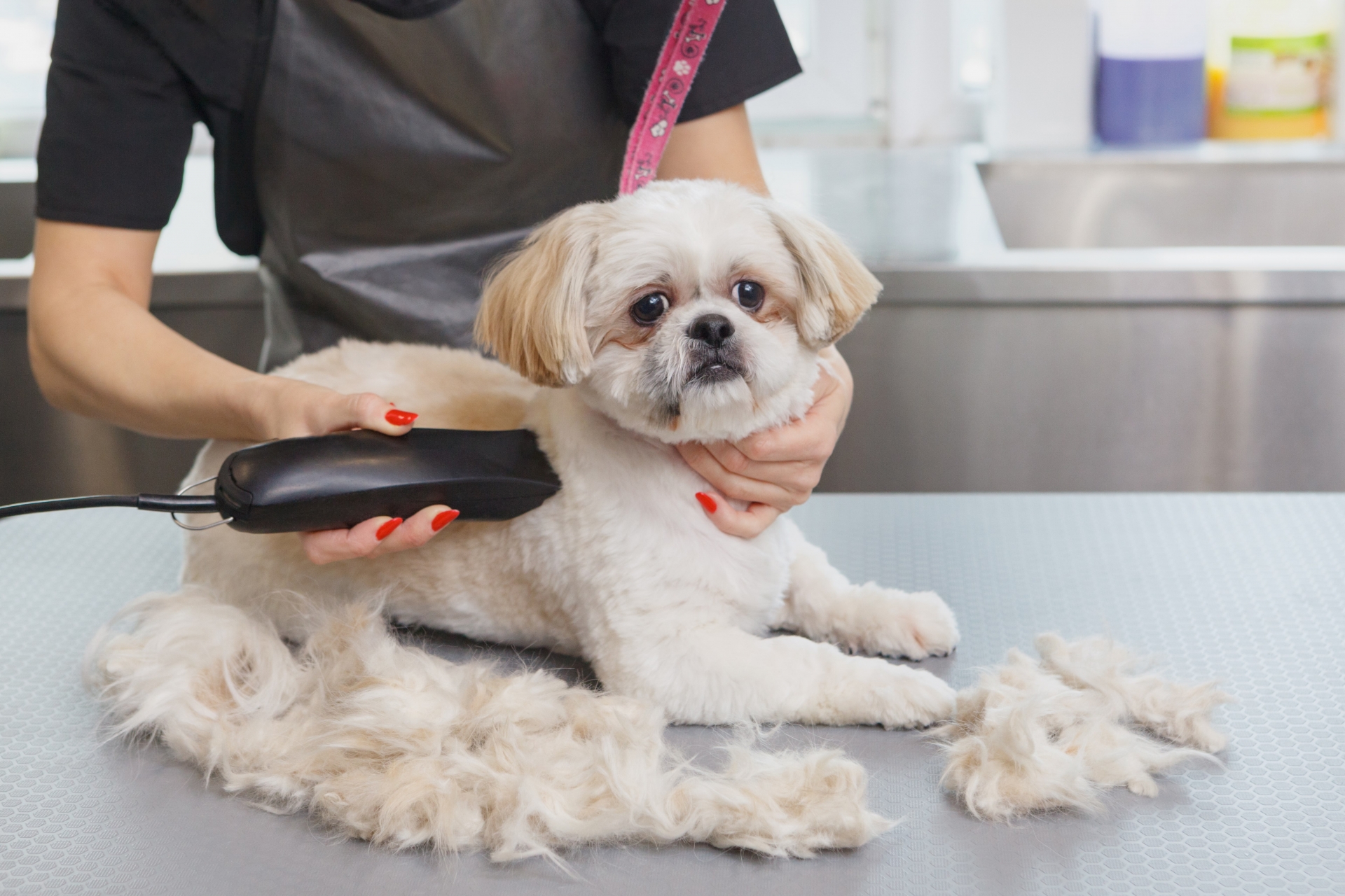 愛犬のトリミングを自分でするときの必須アイテムや流れ・注意点