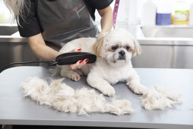 犬のトリミングに使用するバリカンの種類