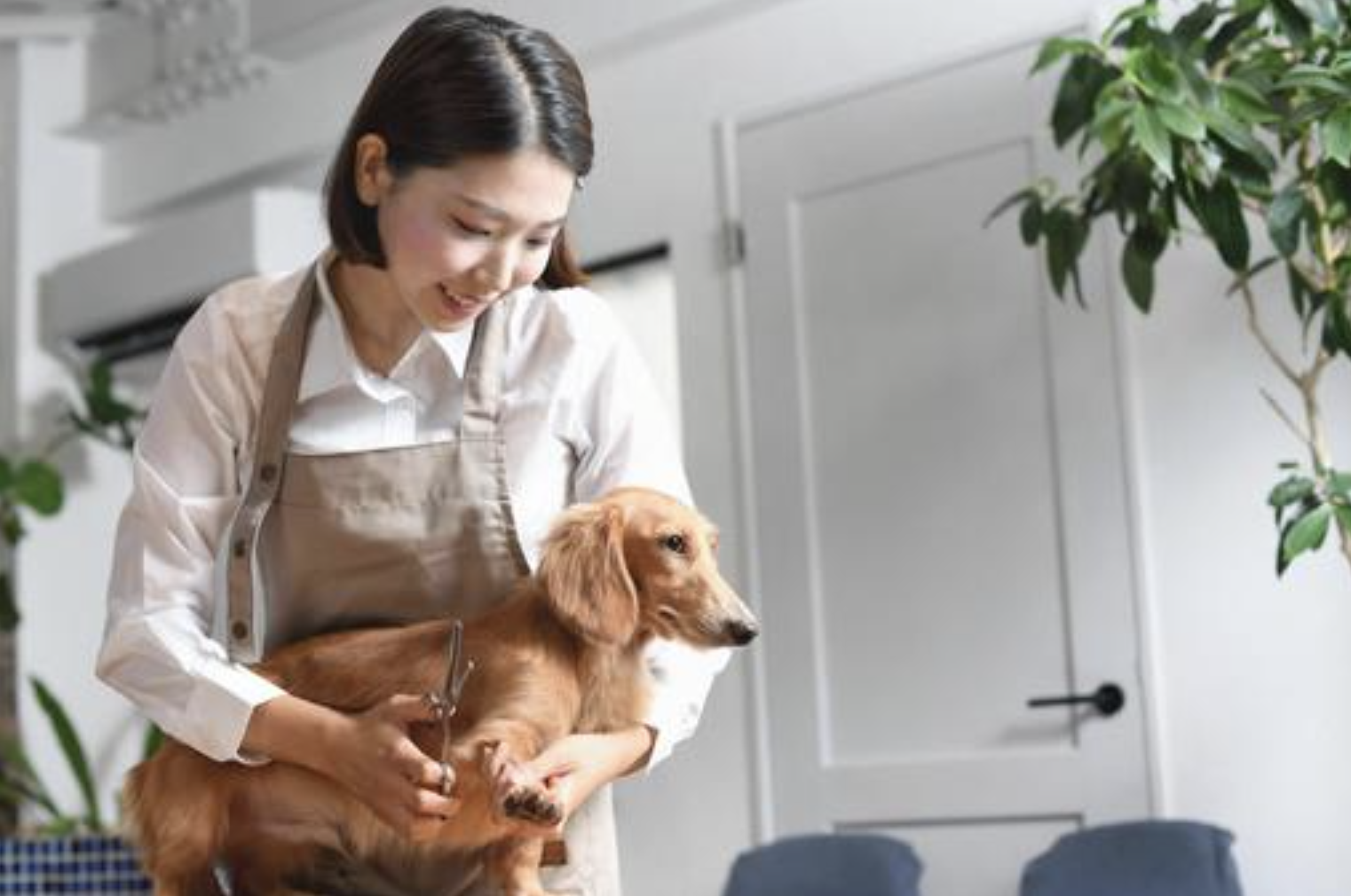 犬のトリミング料金に含まれるもの