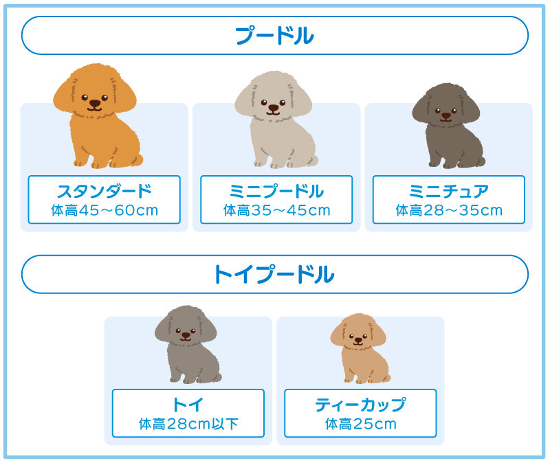 プードルの種類とサイズ・特徴

