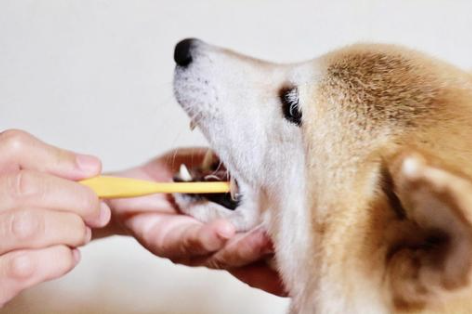 犬のトリミング料金の他にかかるもの