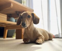 ペット臭対策をする部屋で生活する犬