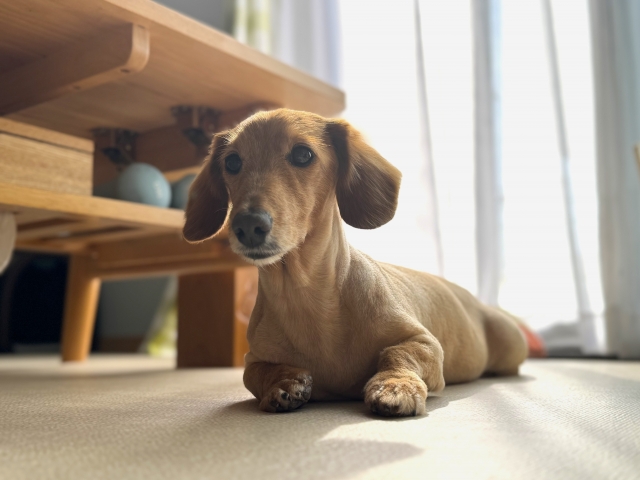 ペット臭対策をする部屋で生活する犬