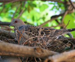 鳩の巣駆除をされる予定の鳩の巣の画像