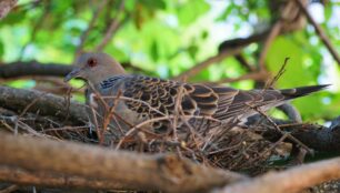 鳩の巣駆除をされる予定の鳩の巣の画像