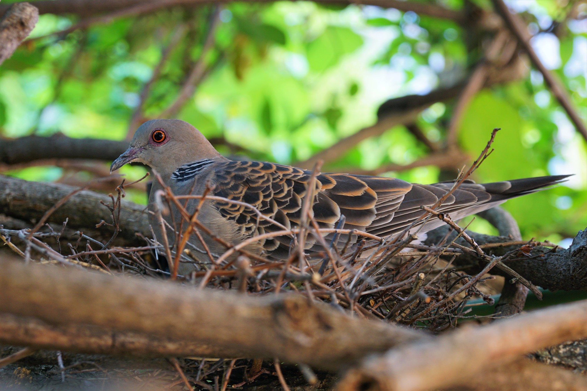 鳩の巣駆除をされる予定の鳩の巣の画像