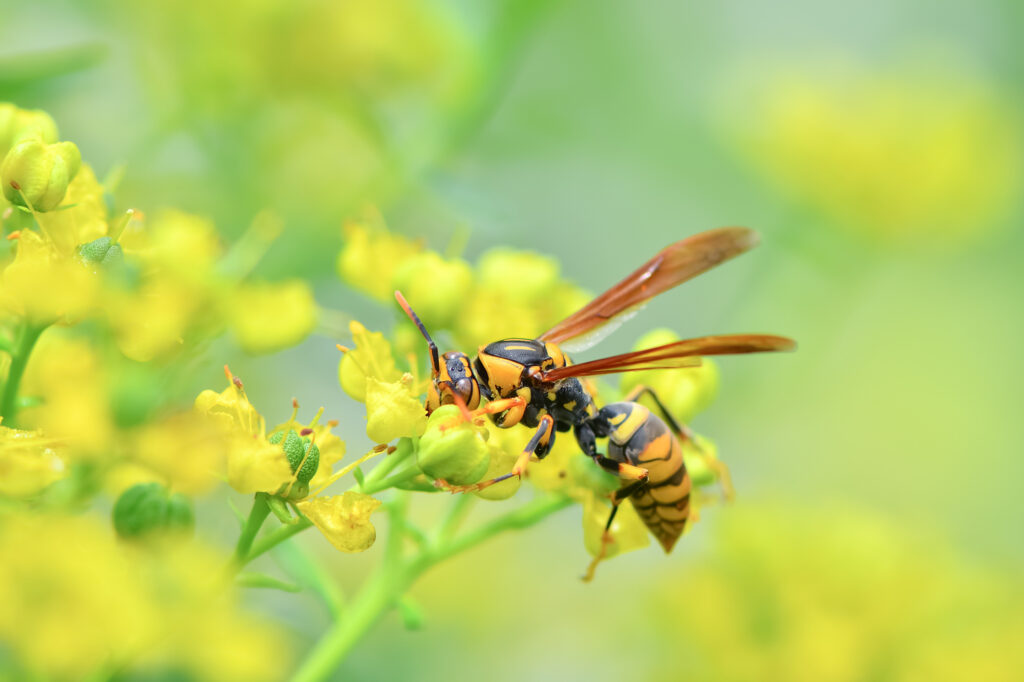 大量発生しているスズメバチもしくはアシナガバチとお花の画像 