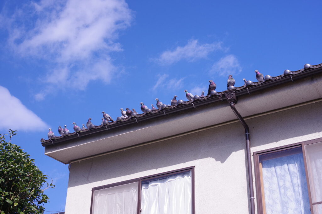 鳩の巣ができた家に鳩が並んでいる様子