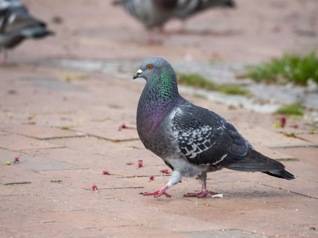 巣を駆除されてしまった鳩