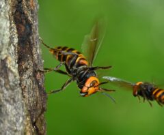 スズメバチもしくはアシナガバチが大量発生している様子