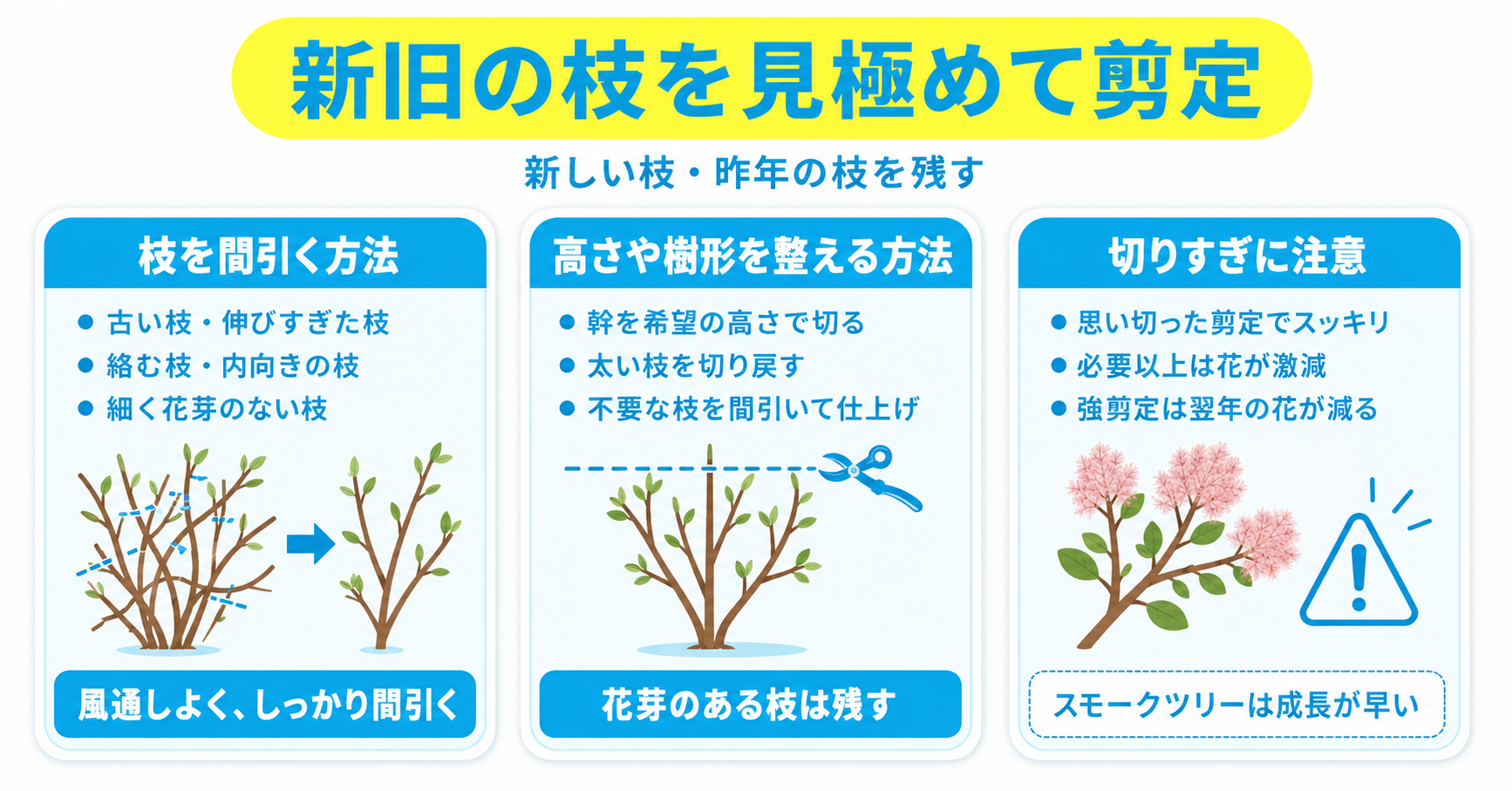 スモークツリーの剪定