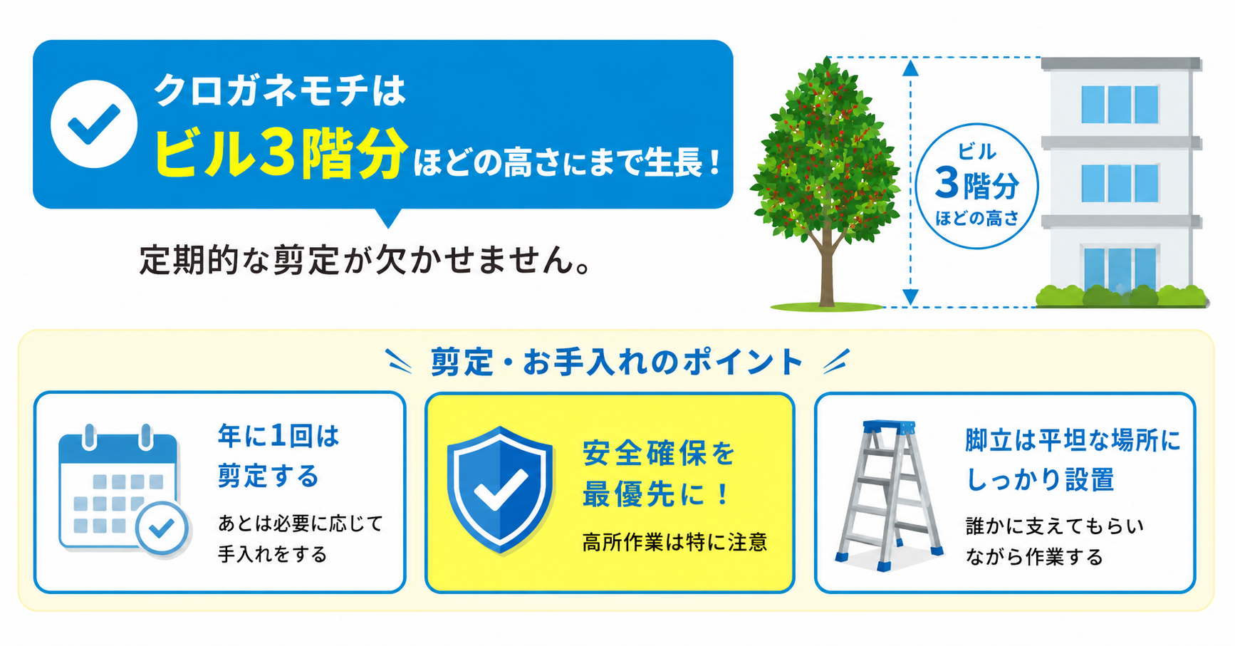 クロガネモチの剪定時の注意点