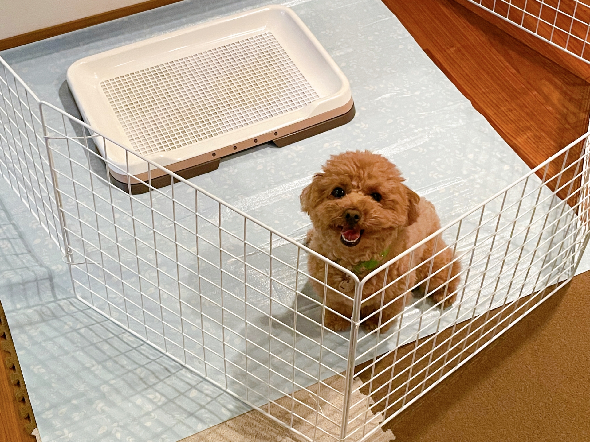 犬のトイレのしつけ前の準備