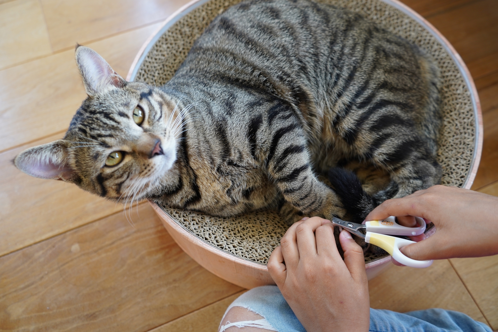 嫌がる猫の爪切りをスムーズにする対策とコツ