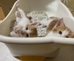 猫にトイレをしつけるならトイレ環境がカギ！失敗の原因・解決策