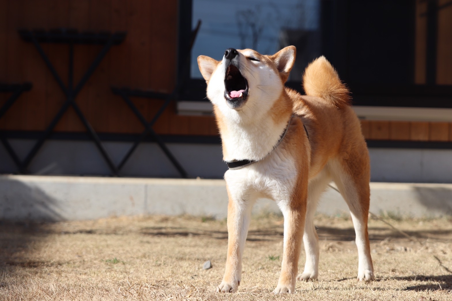 しつけがうまくいかない・吠え癖が直らない場合の対策