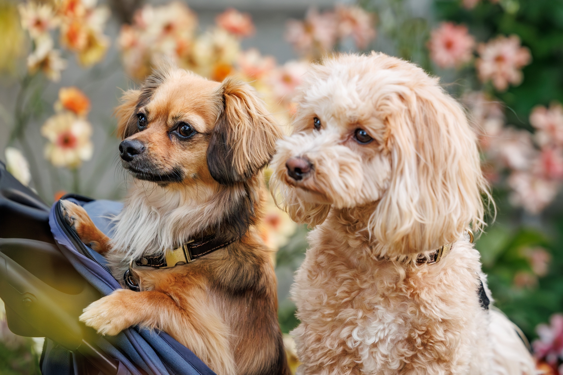 犬のトイレのしつけが失敗する原因と対策