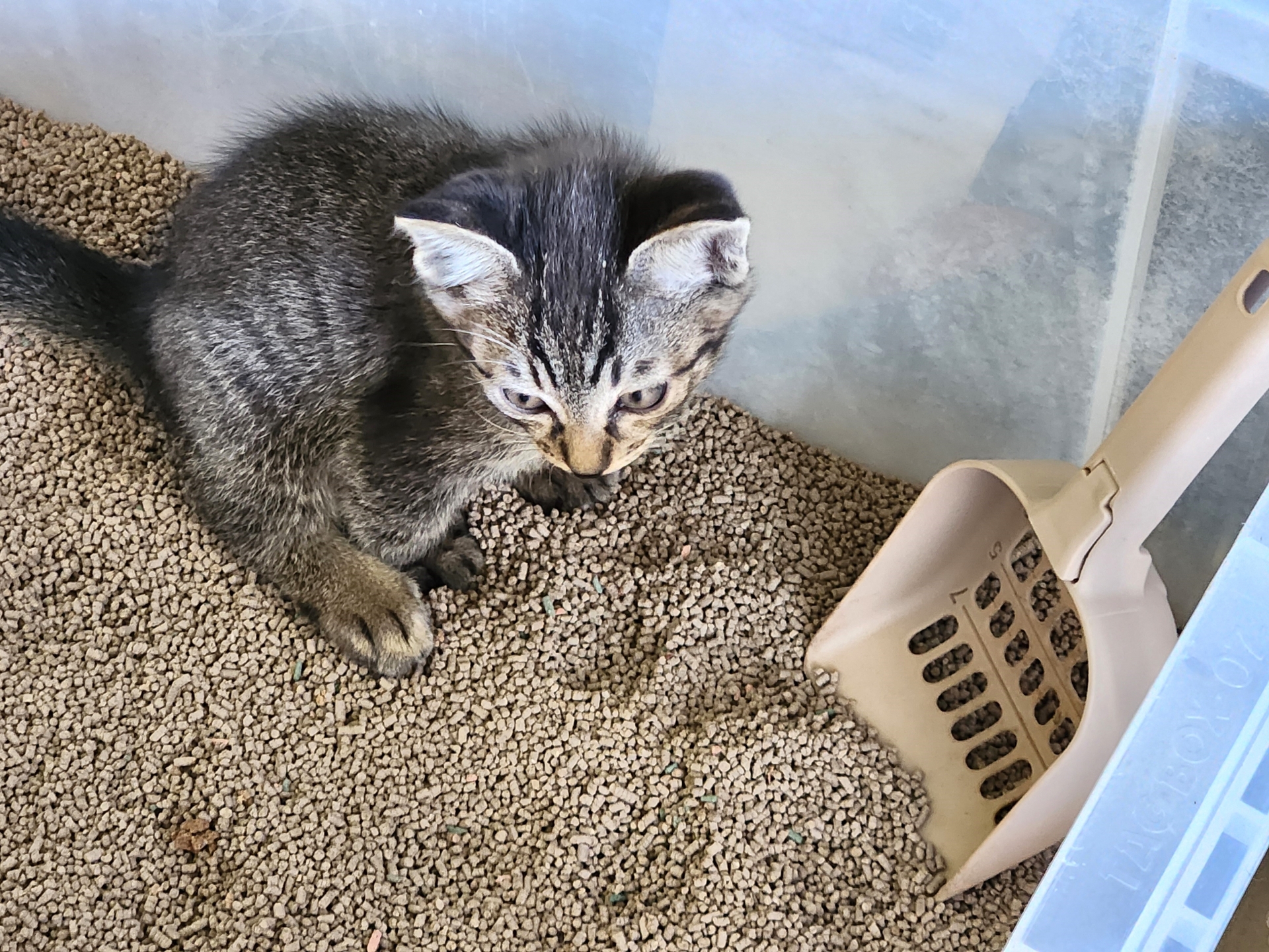 基本の猫トイレのしつけステップ