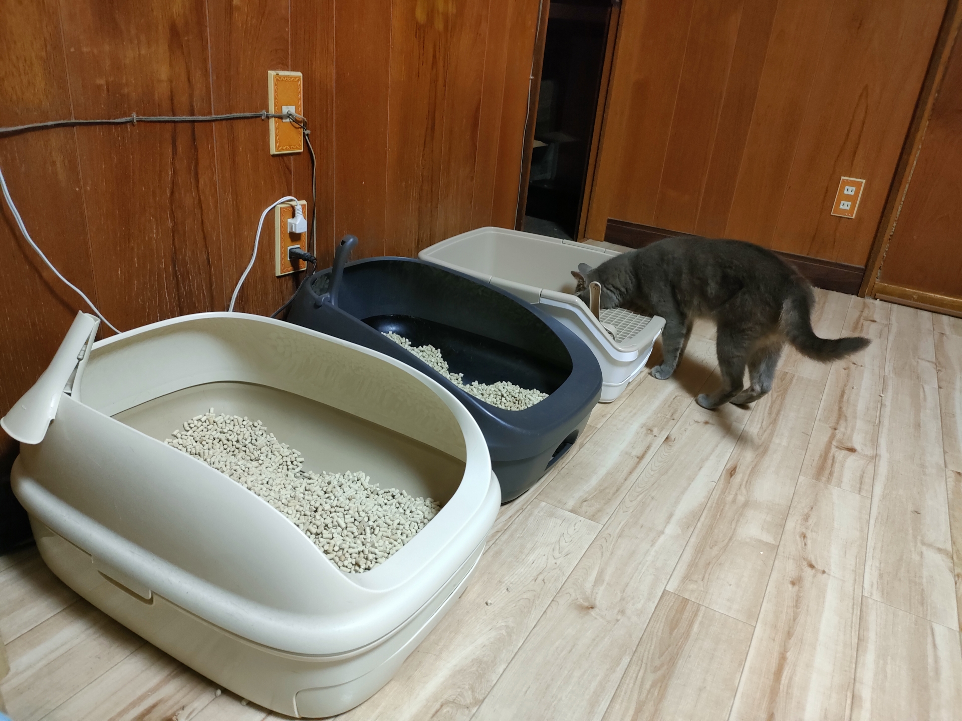 猫のトイレのしつけのコツはトイレ環境にあり！