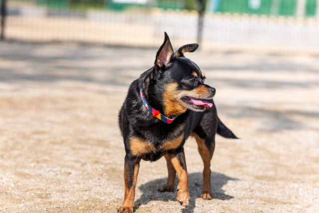 犬のドライシャンプーの頻度