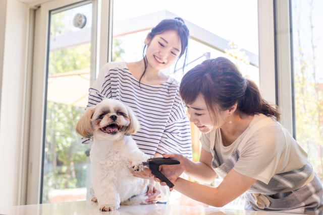 平均的な犬の爪切り頻度