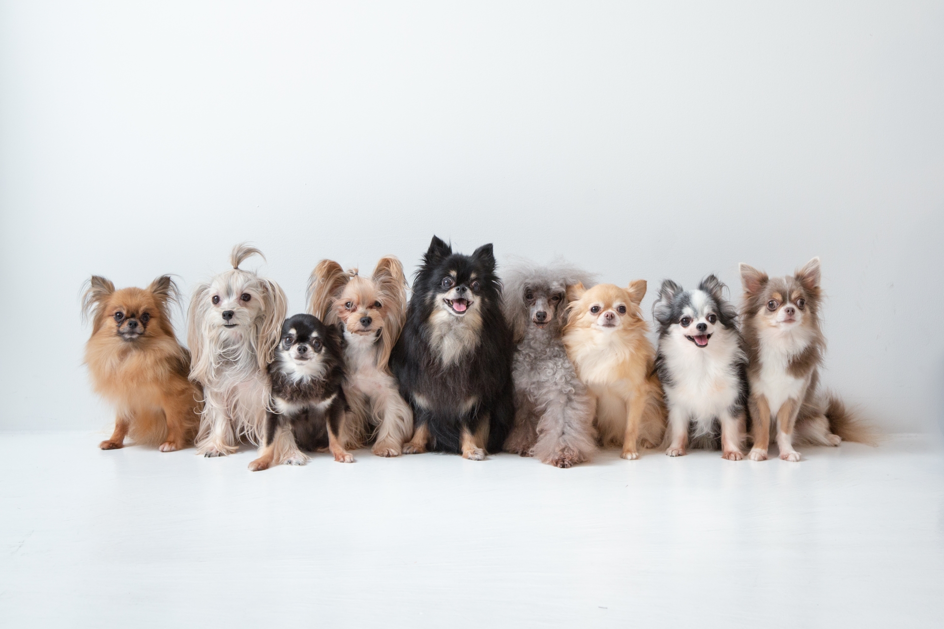 犬のトイレのしつけを成功させるコツ