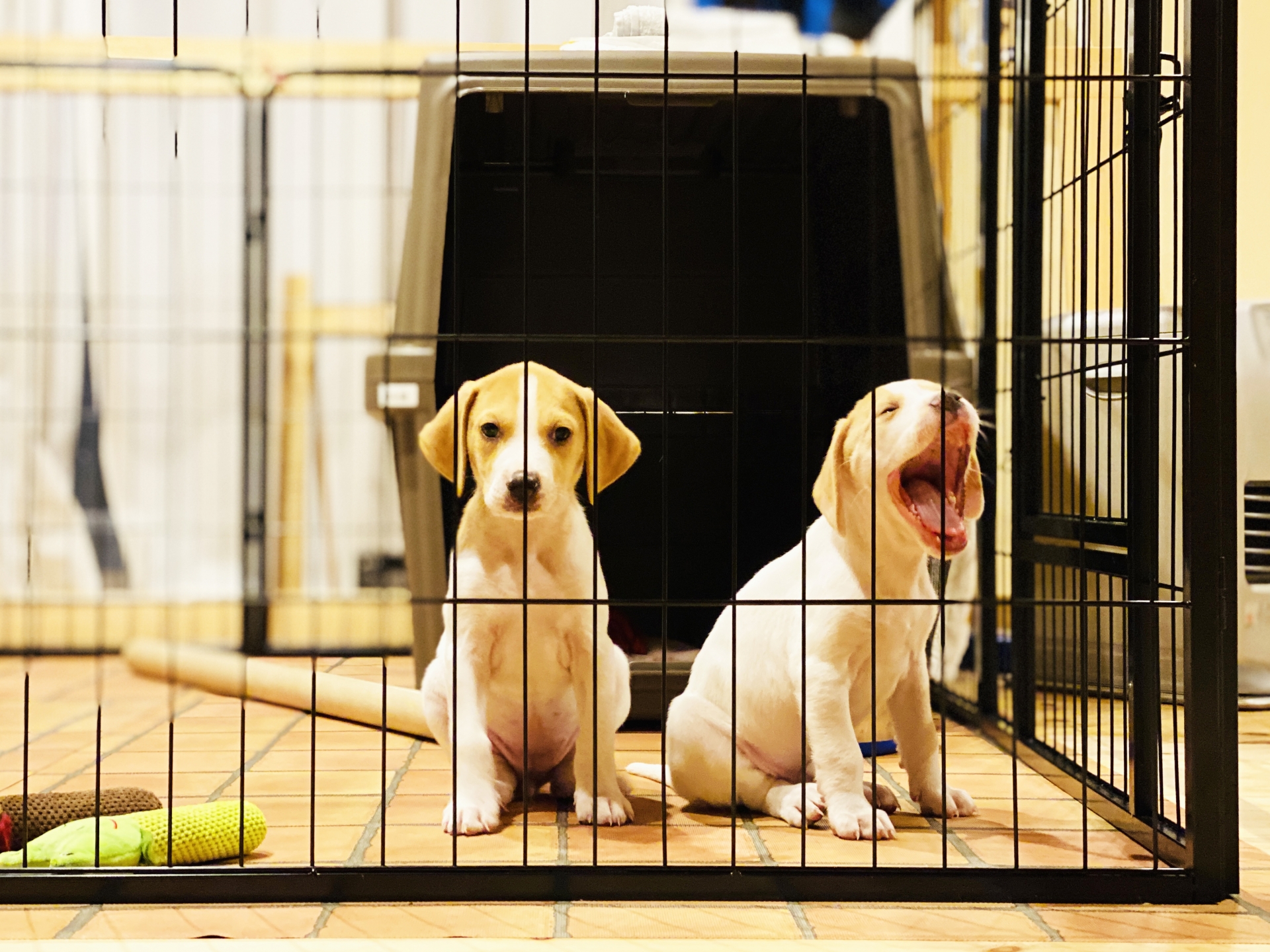 子犬と成犬のしつけの違い